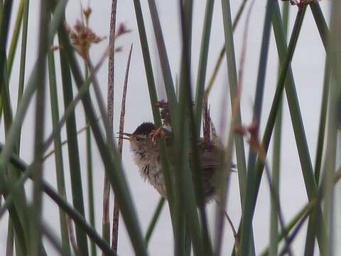 Image of Marsh Wren