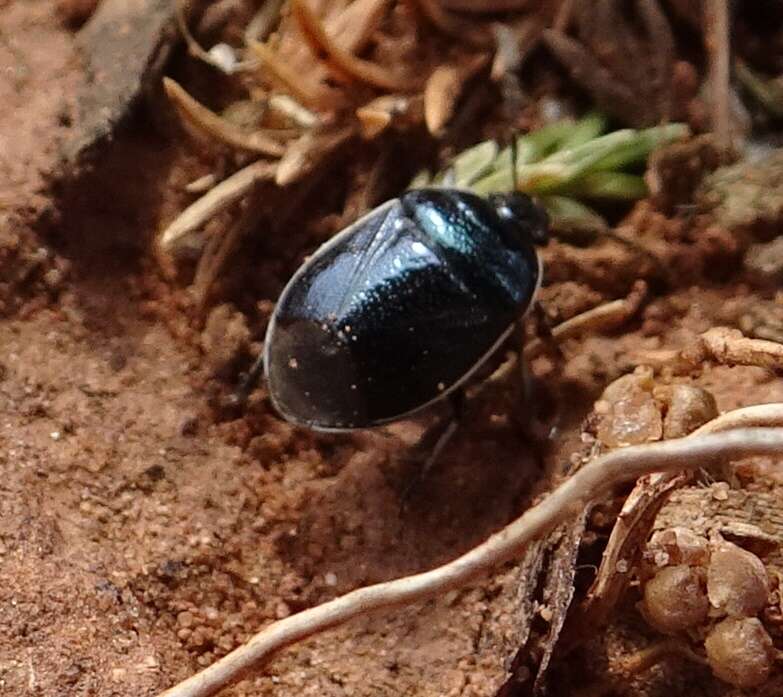 Image of White-margined Burrower Bug