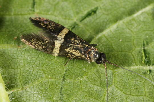 Imagem de Nemophora associatella Zeller 1839