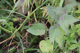 Image of Lapsana communis subsp. grandiflora (M. Bieb.) P. D. Sell