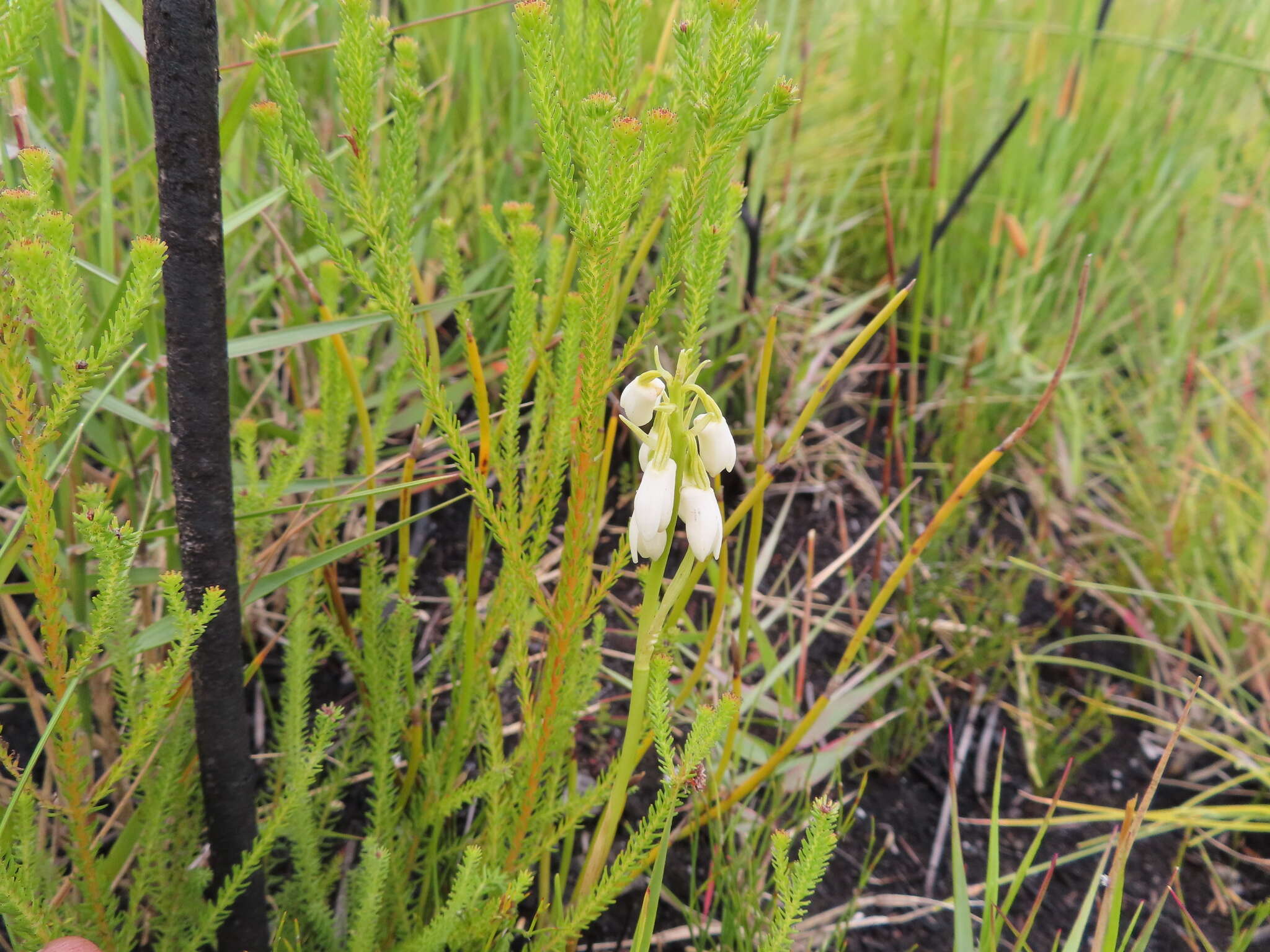 Image of Eulophia aculeata (L. fil.) Spreng.