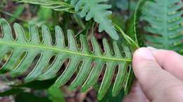 Plancia ëd Pteris biaurita L.