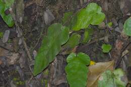 Image of Fringed Halberd Fern