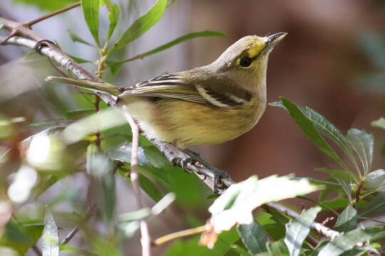 Sivun paksunokkavireo kuva