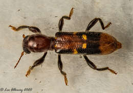 Image of Priocera