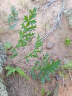 Image of Pelargonium aciculatum E. M. Marais