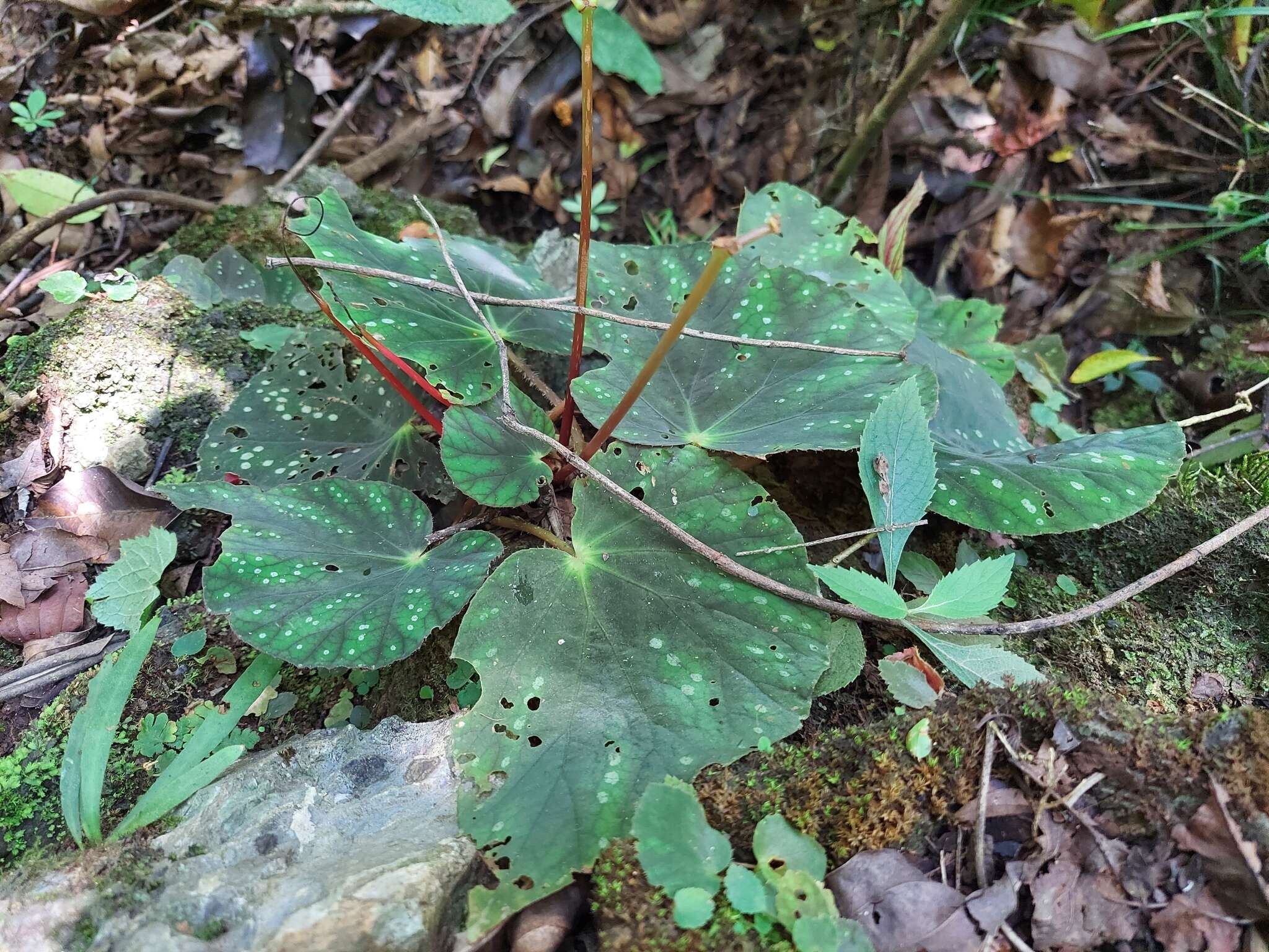 Image of Begonia xanthina Hook.