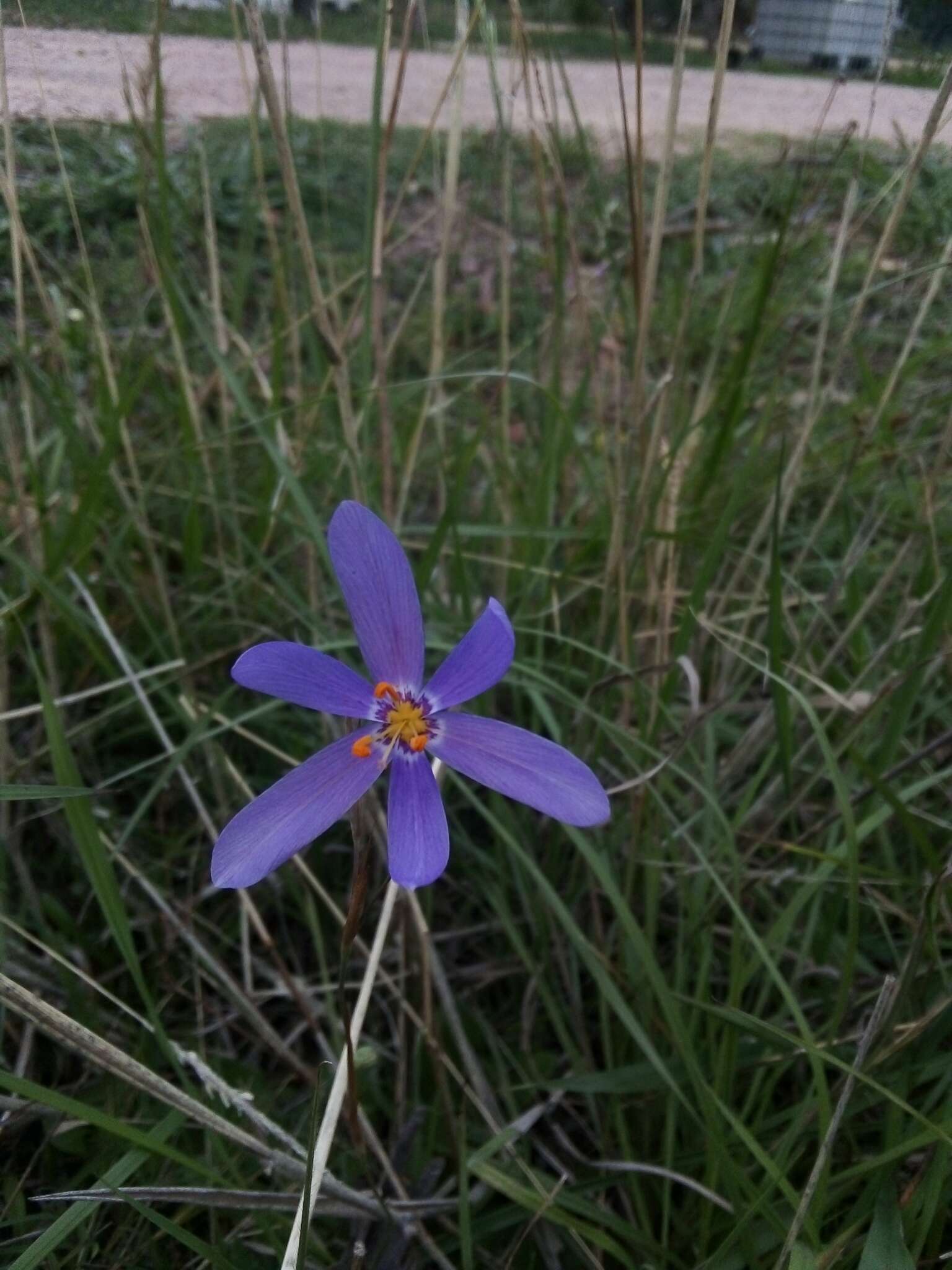 Image of Calydorea nuda (Herb.) Baker