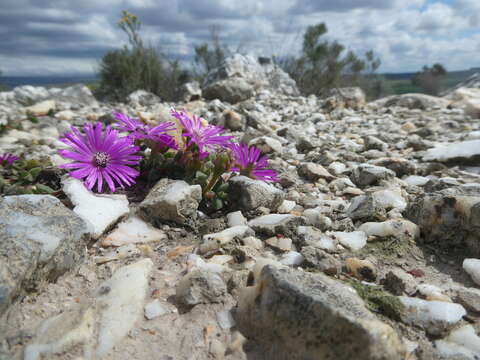 Image of Drosanthemum quadratum Klak