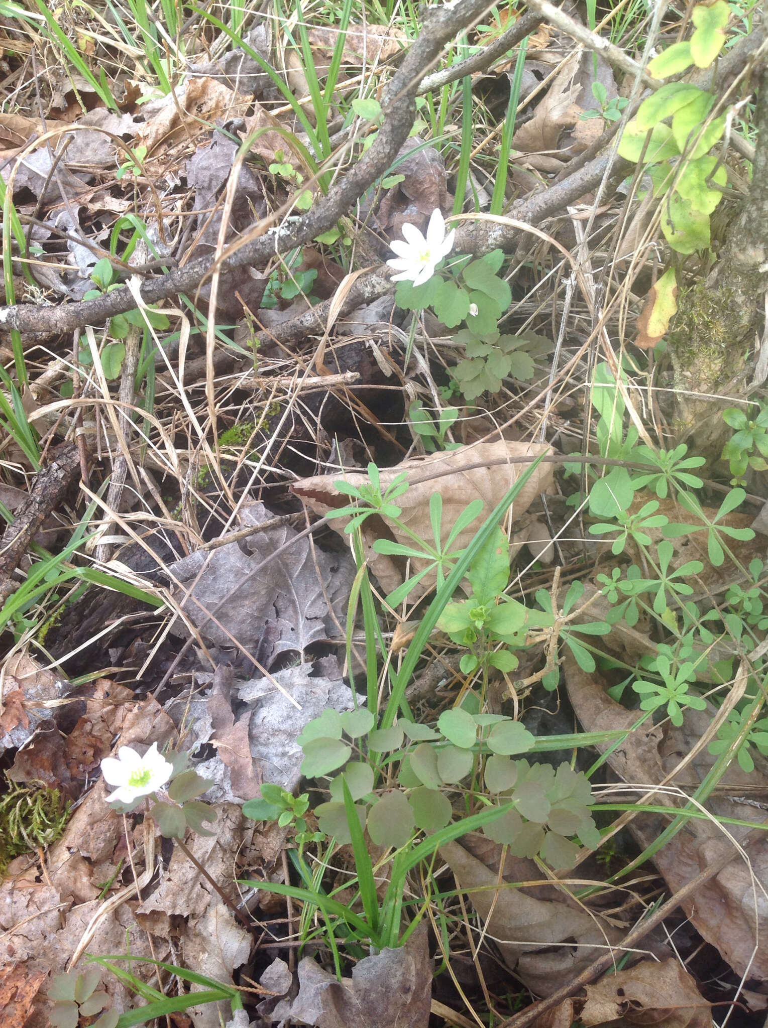 Image of Rue-Anemone