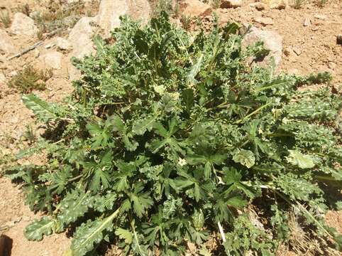 Image de Jaborosa caulescens Gill. & Hook.