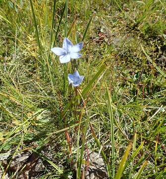 Image of Lomatogonium carinthiacum (Wulfen) Reichenb.