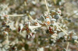 Image of shrubby honeysweet