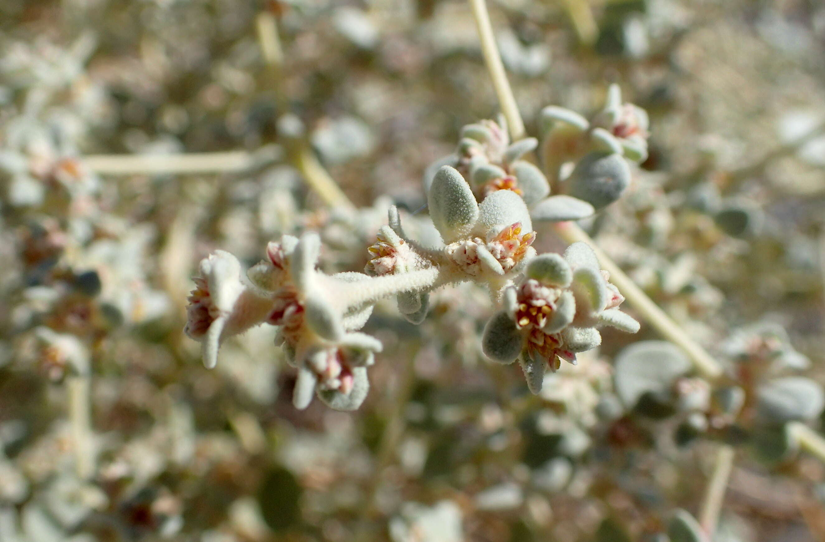 Image of shrubby honeysweet