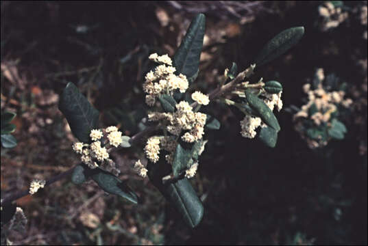 Image of Spyridium globulosum (Labill.) Benth.