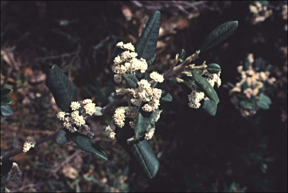 Imagem de Spyridium globulosum (Labill.) Benth.