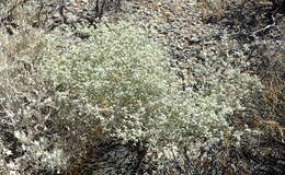 Image of shrubby honeysweet