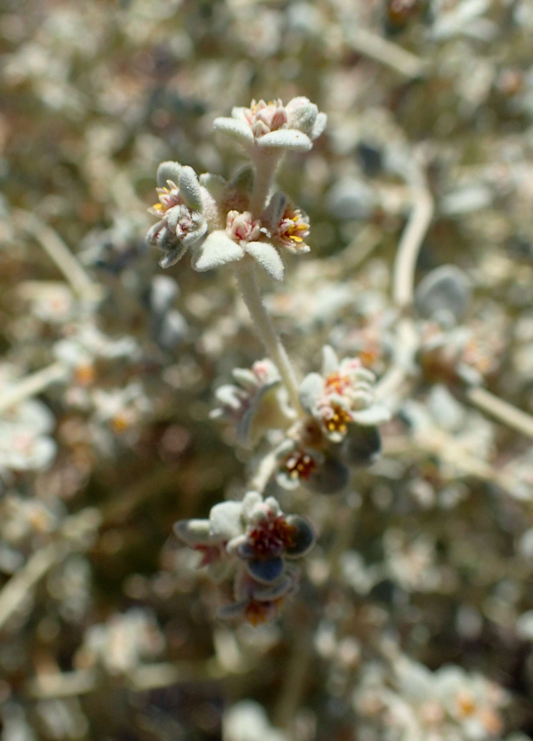 Imagem de Tidestromia suffruticosa (Torr.) Standl.