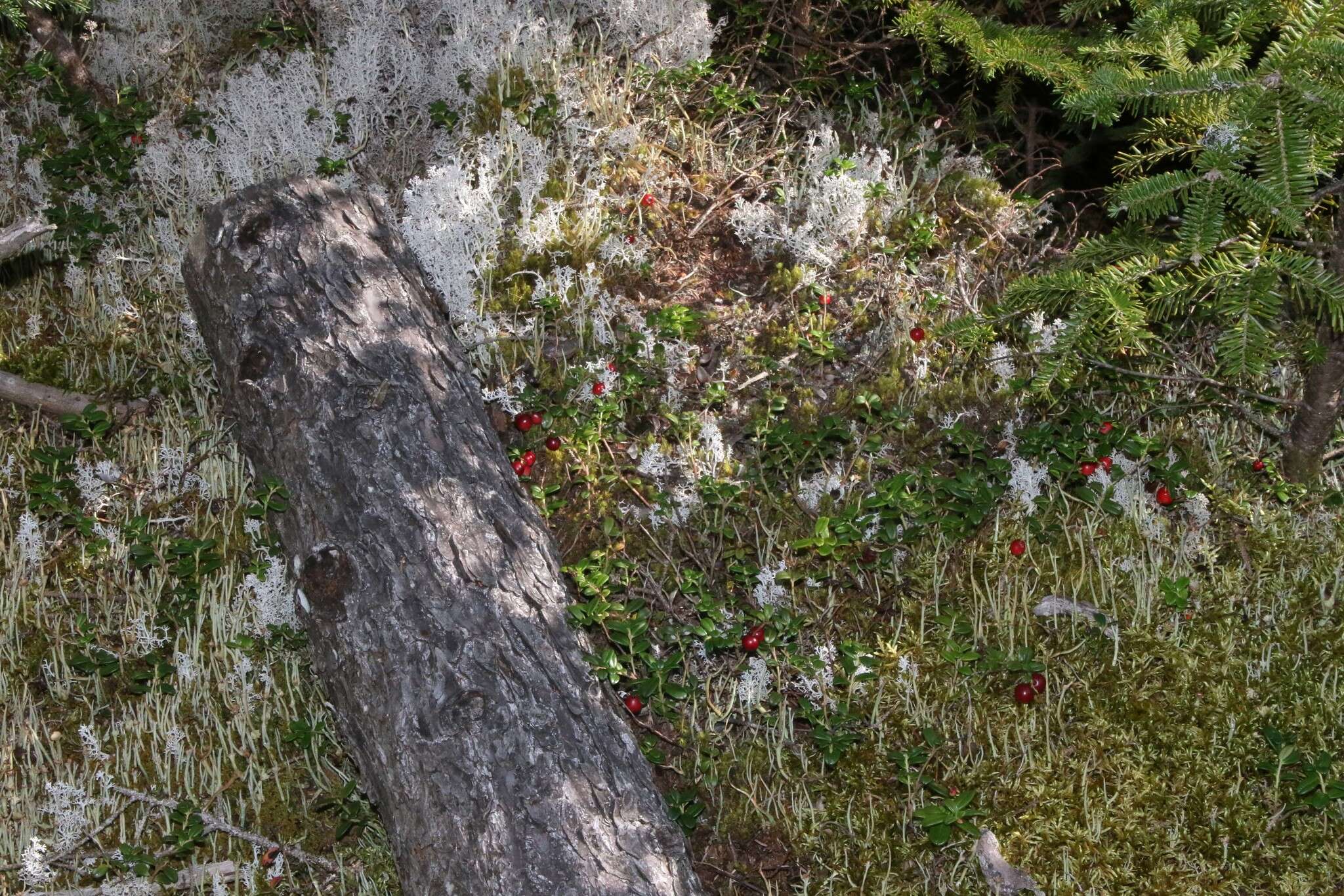 Image of northern mountain cranberry