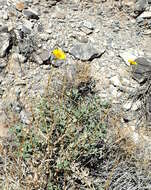 Image of Encelia actoni