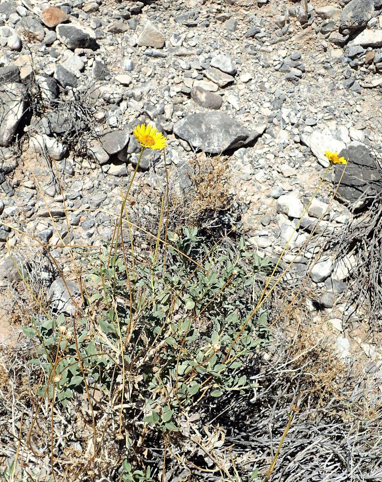 Sivun Encelia actoni kuva