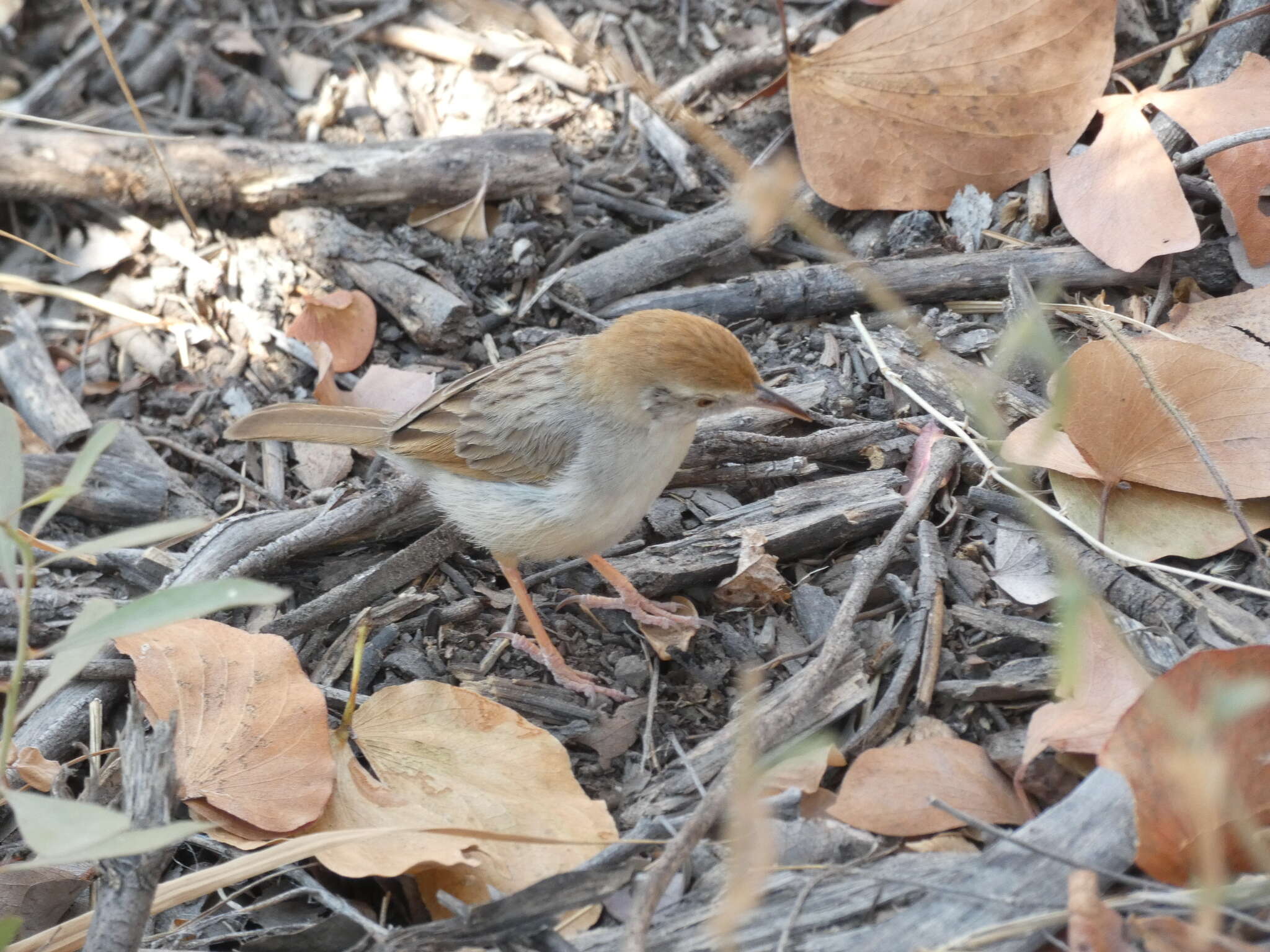 Cisticola chiniana smithersi Hall & BP 1956 resmi