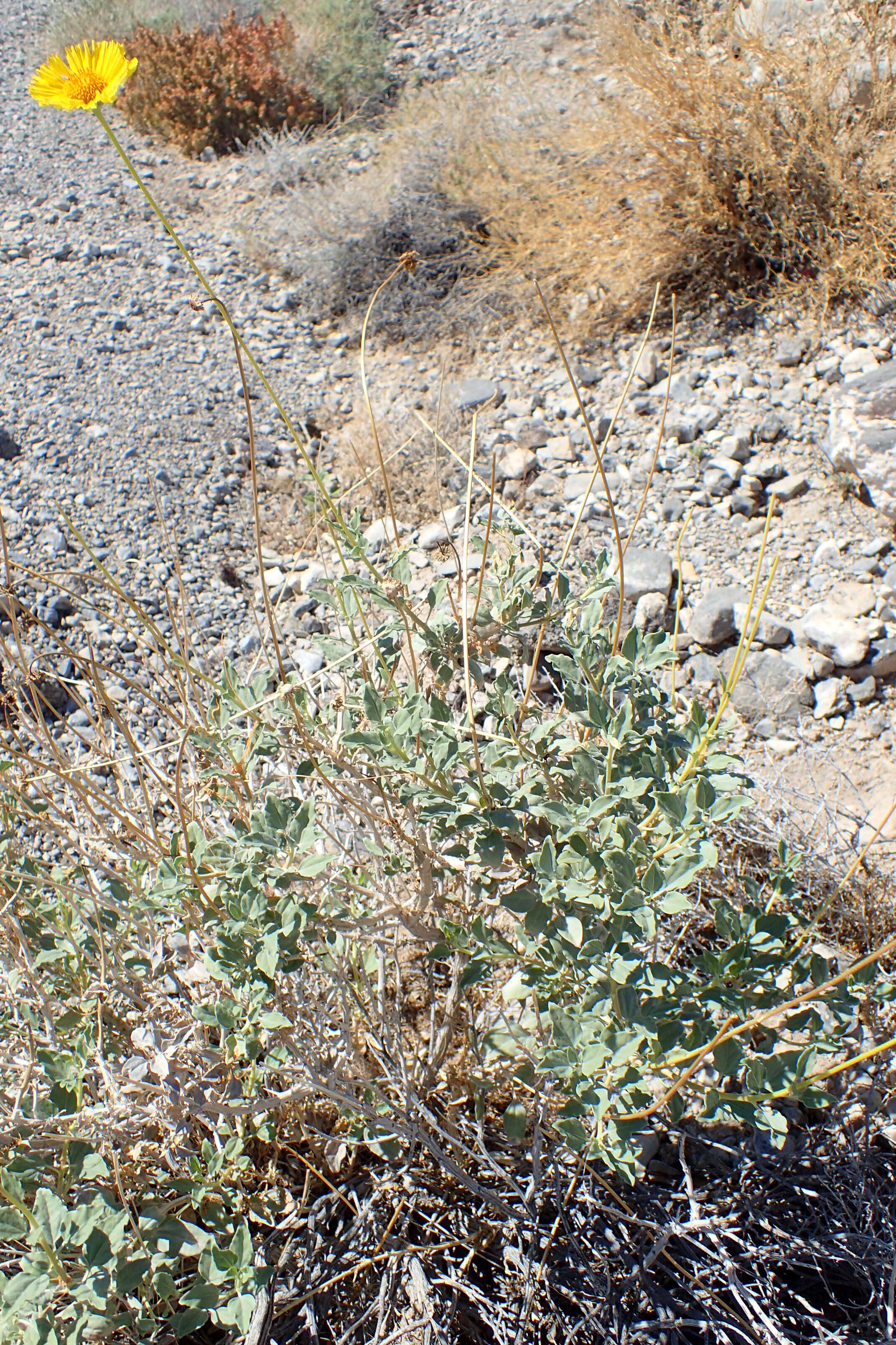 Sivun Encelia actoni kuva