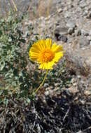 Sivun Encelia actoni kuva