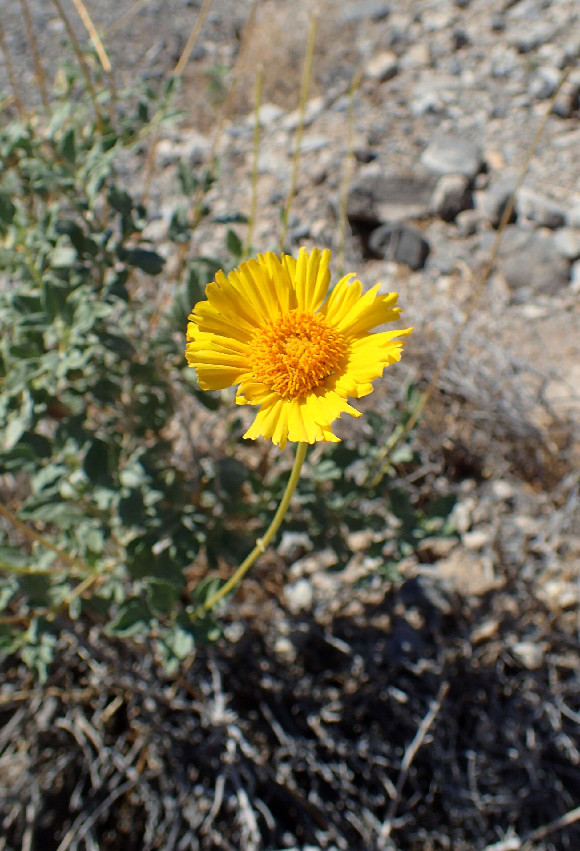 Sivun Encelia actoni kuva