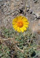 Image of Encelia actoni