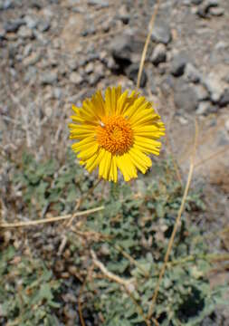 Sivun Encelia actoni kuva