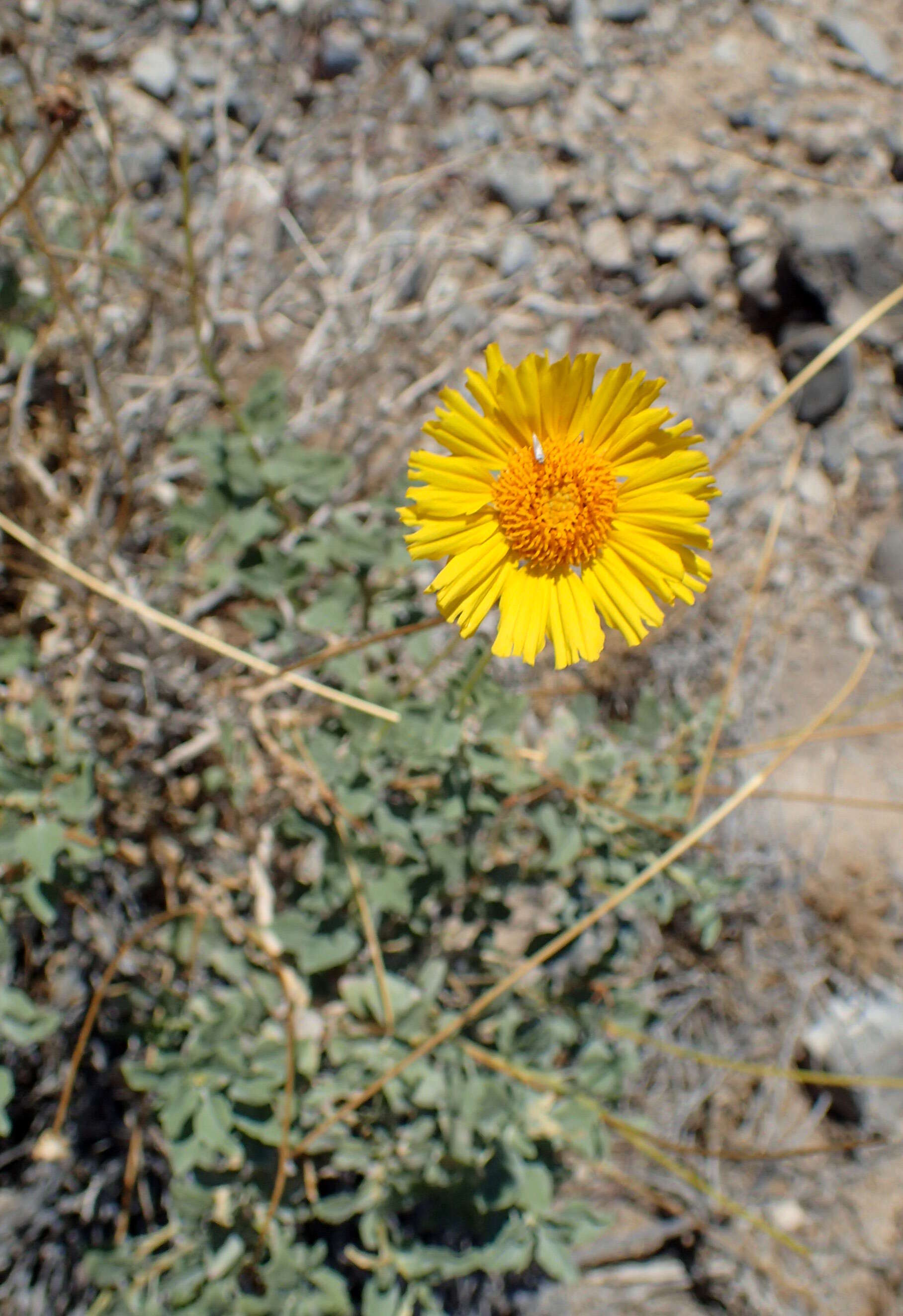 Image of Encelia actoni