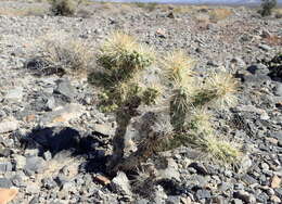 Image of Wiggins' cholla