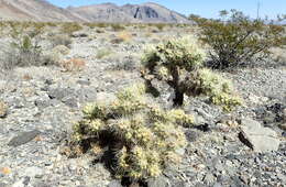 Image of Wiggins' cholla