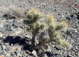 Image of Wiggins' cholla