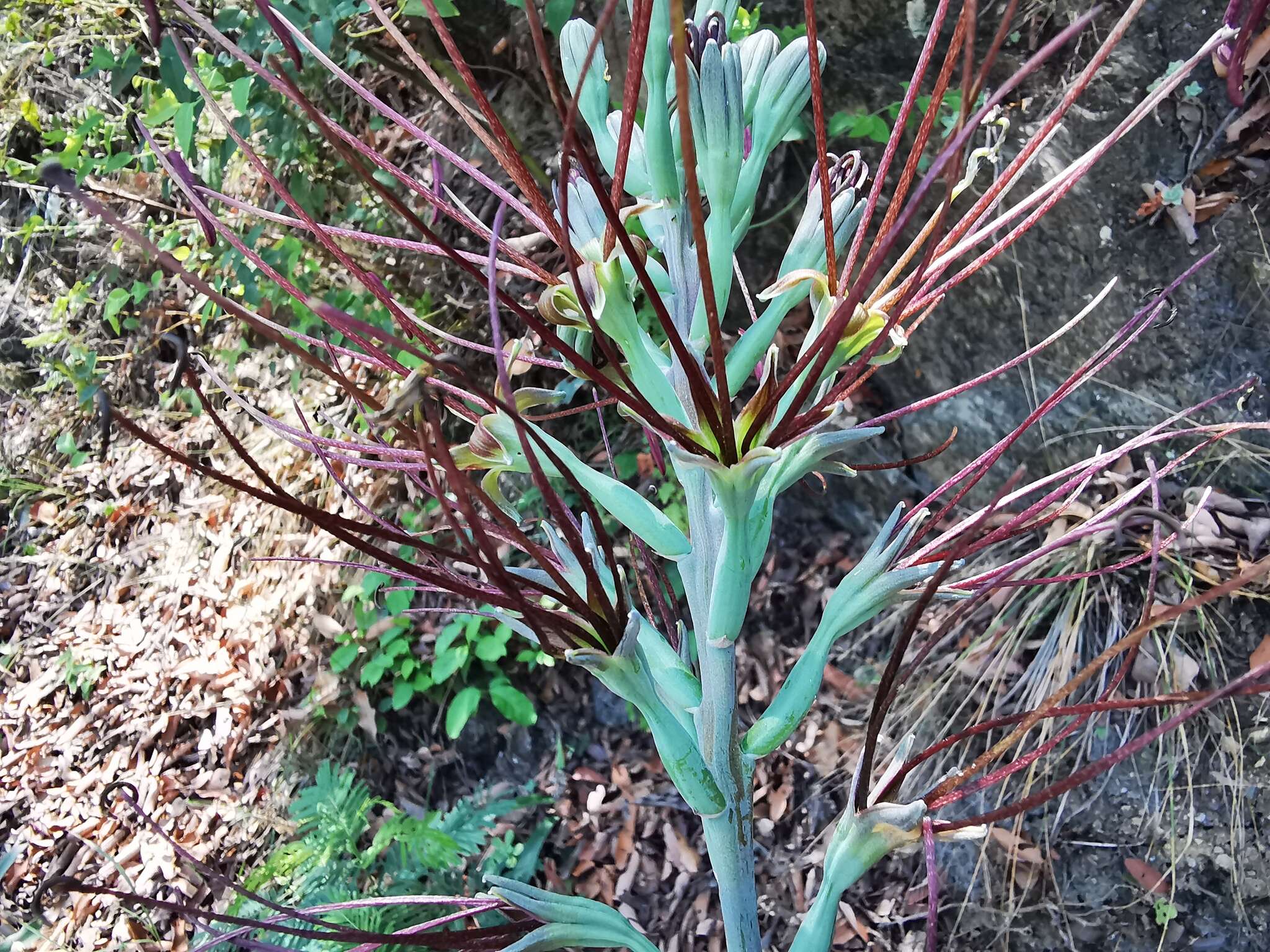 Image of mottled tuberose