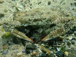 Image of Blue swimmer crab