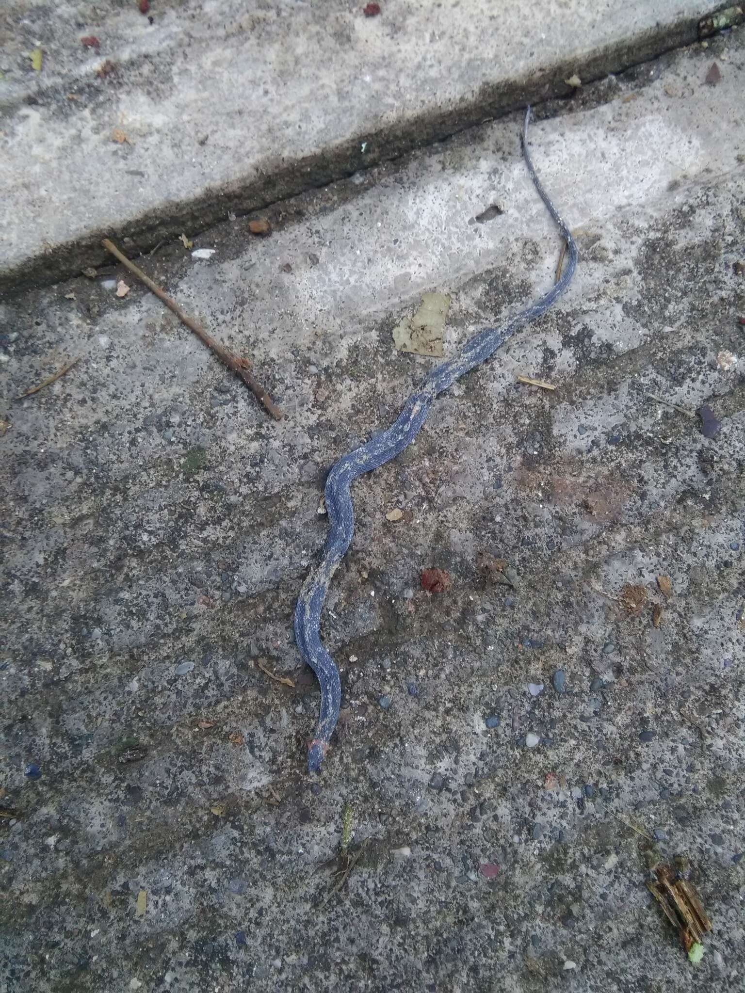 Image of Ringneck Coffee Snake