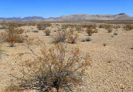 Image of creosote bush