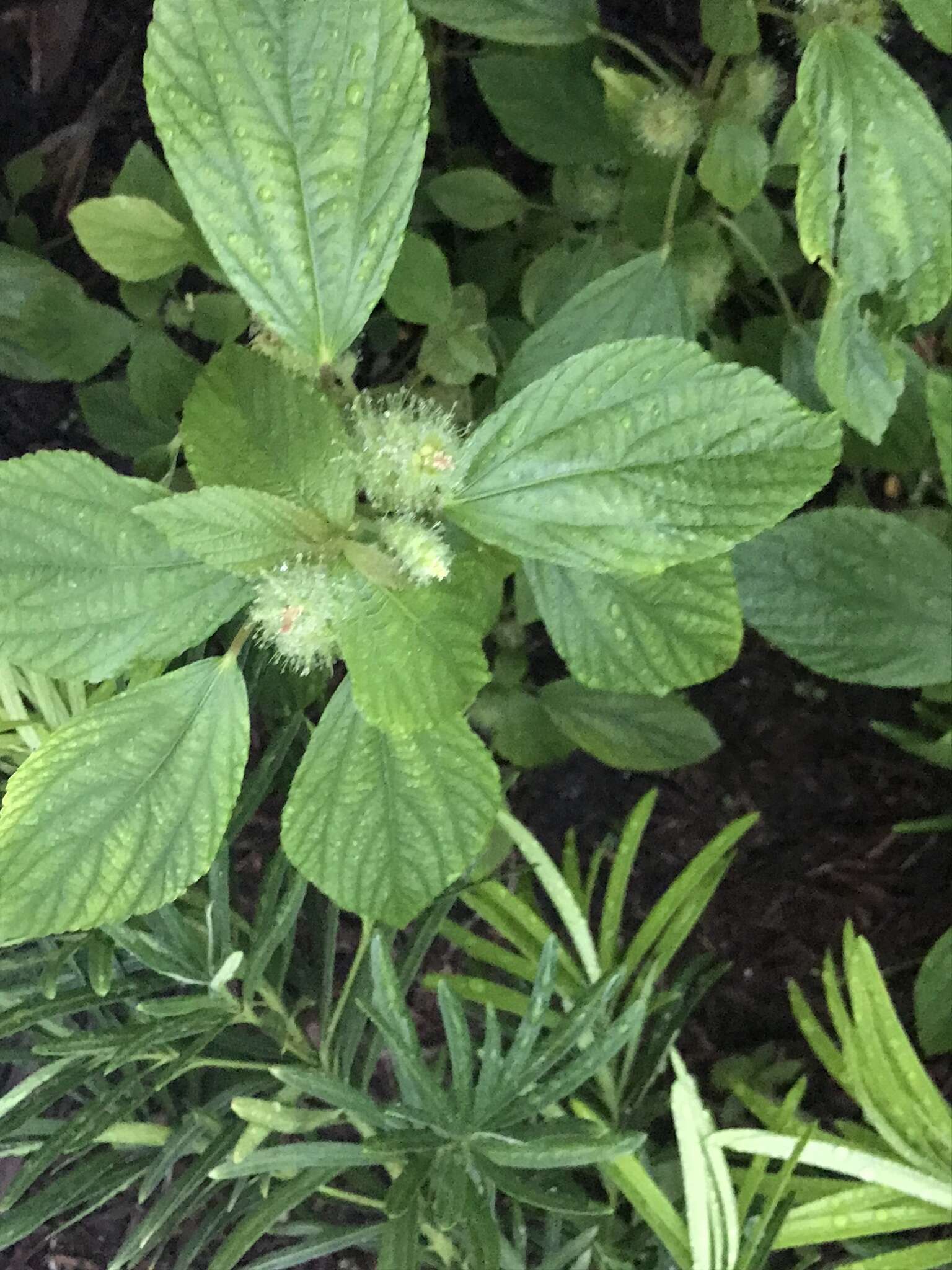 Image de Acalypha aristata Kunth