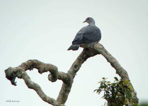 Image of Afep Pigeon