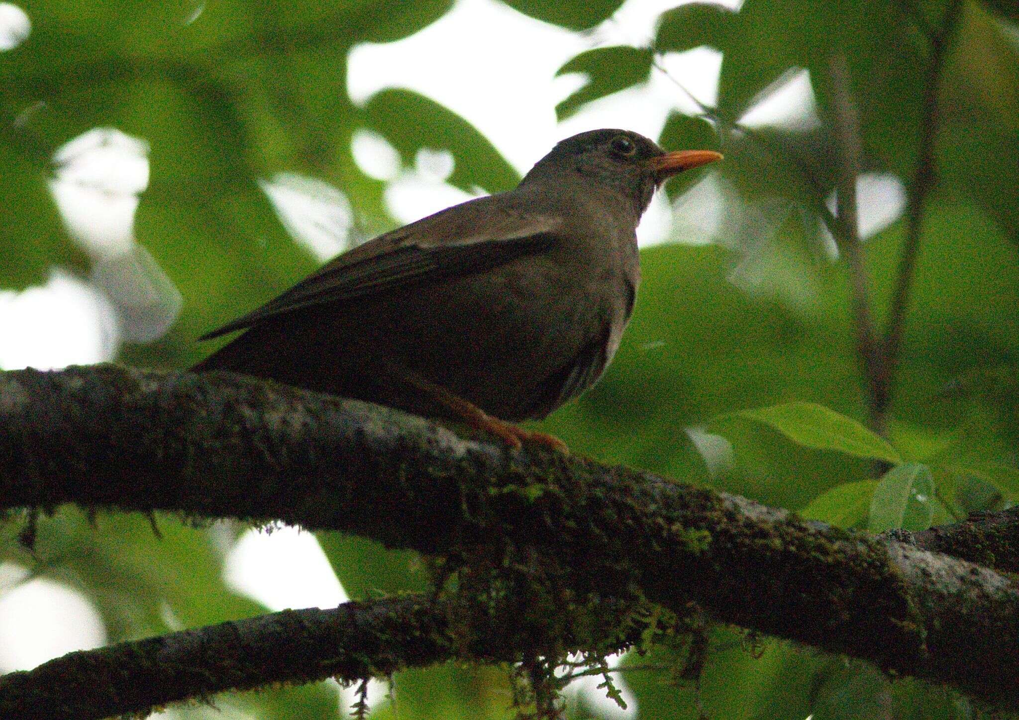 Image of Grey-winged Blackbird