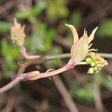 Image of China root