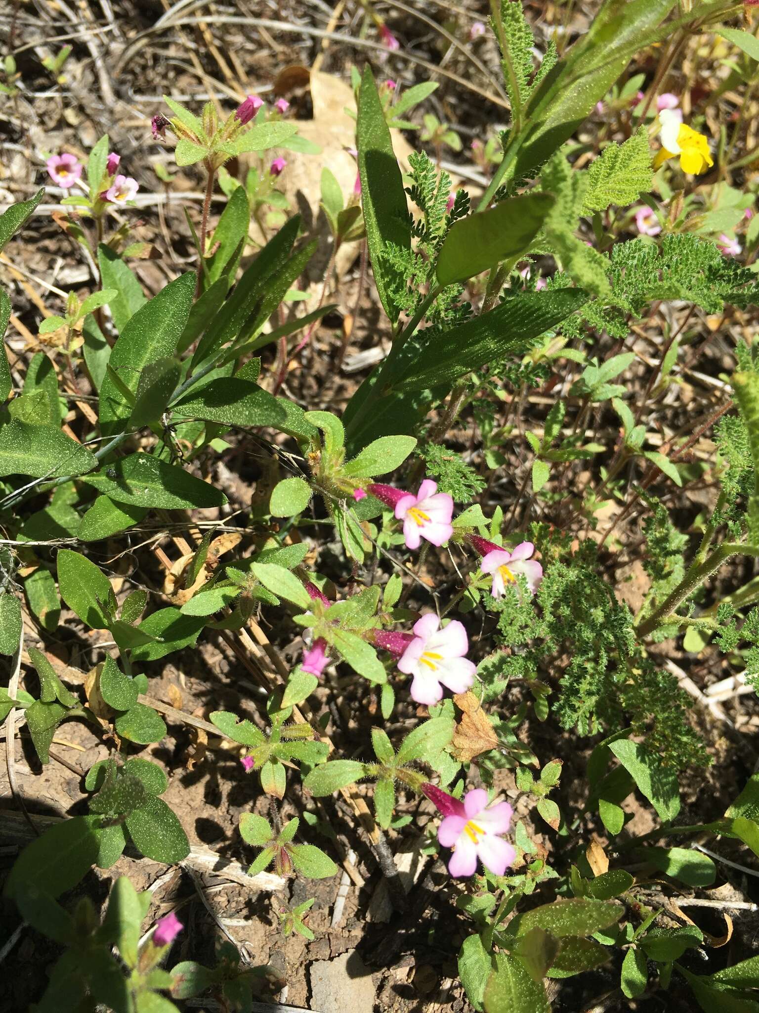 Image of Torrey's monkeyflower