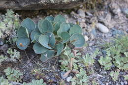 Image of Gueldenstaedtia monophylla Fisch.