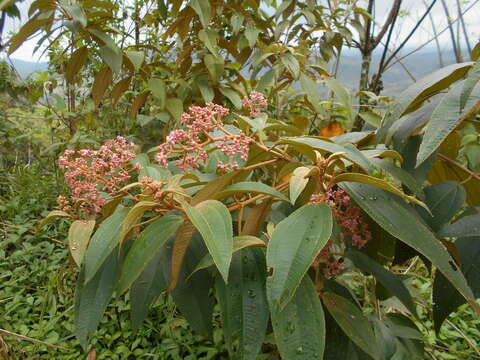 Conostegia xalapensis (Bonpl.) D. Don的圖片