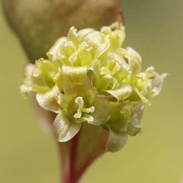 Image of China root