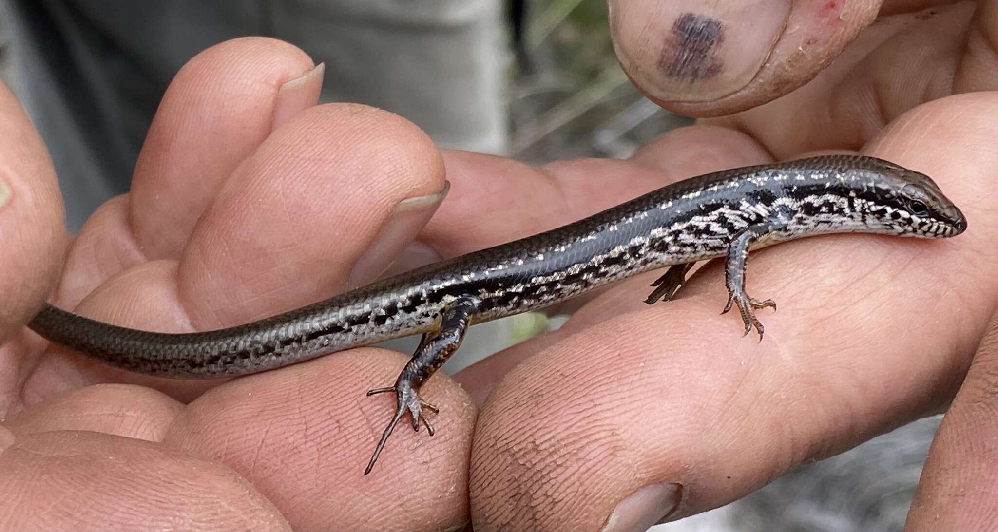 Слика од Ctenotus gemmula Storr 1974