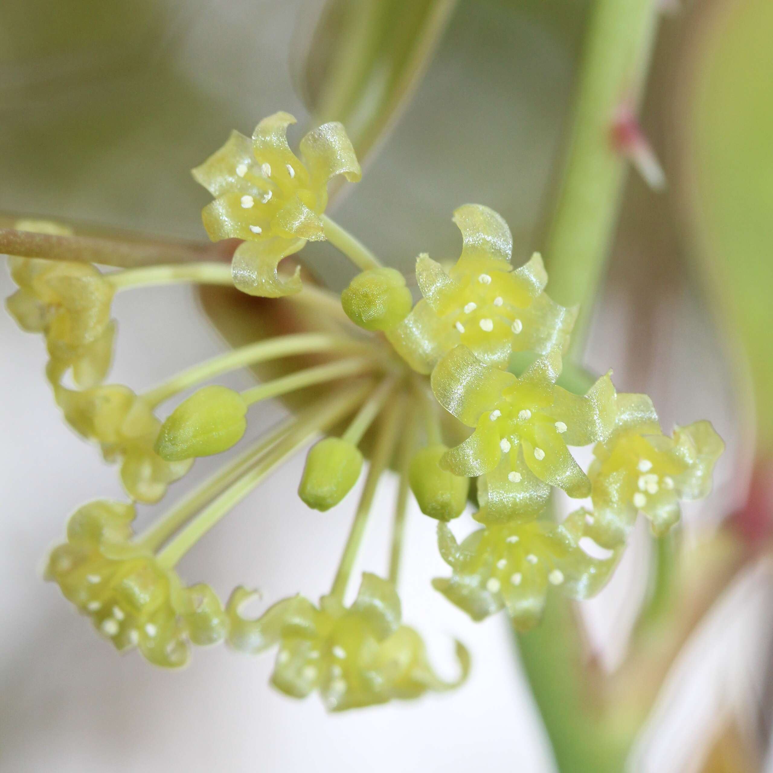 Image of China root