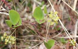 Image of China root